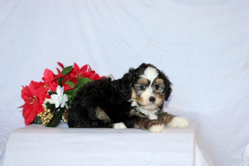 puppy, for, sale, Mini Bernedoodle F2, Matthew B. Stoltzfus, dog, breeder, Gap, PA, dog-breeder, puppy-for-sale, forsale, nearby, find, puppyfind, locator, puppylocator, aca